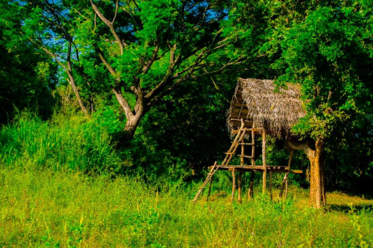 Bed and Breakfast Banana Rest Sigiriya Exterior foto